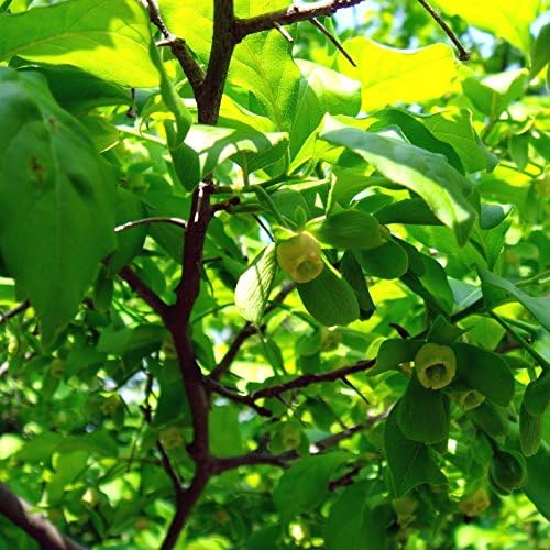 Diamond-leaf Persimmon Diospyros Rhombifolia 5 Seeds