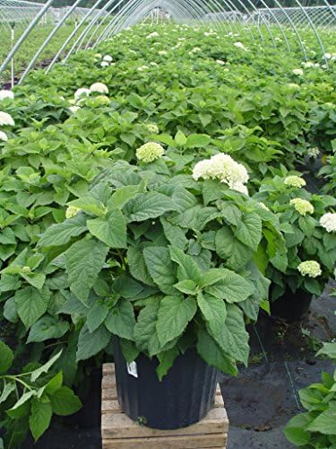 First Editions - Hydrangea pan. Vanilla Strawberry (Panicle Hydrangea) Shrub, white/pink/red flowers, #3 - Size Container