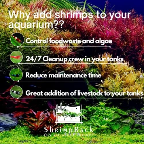 10 Crystal Red Shrimp CRS Grade S-SSS Live Freshwater Aquarium Shrimps 1/4 to 1/2 inch Long.