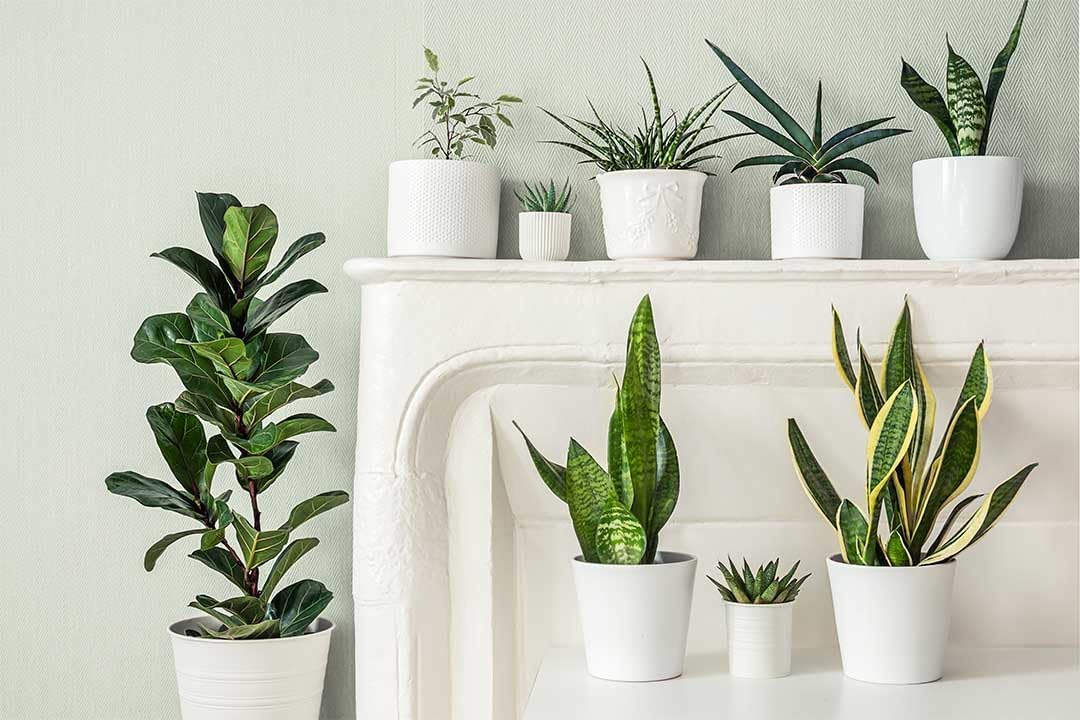 American Plant Exchange Snake Plant – Medium 6-Inch Pot Yellow Sansevieria Trifasciata, Drought-Tolerant, Air-Purifying Live Houseplant for Home