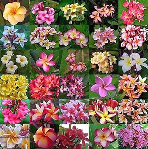 25 Seeds of Mixed Colors Plumeria Rubra Frangipani