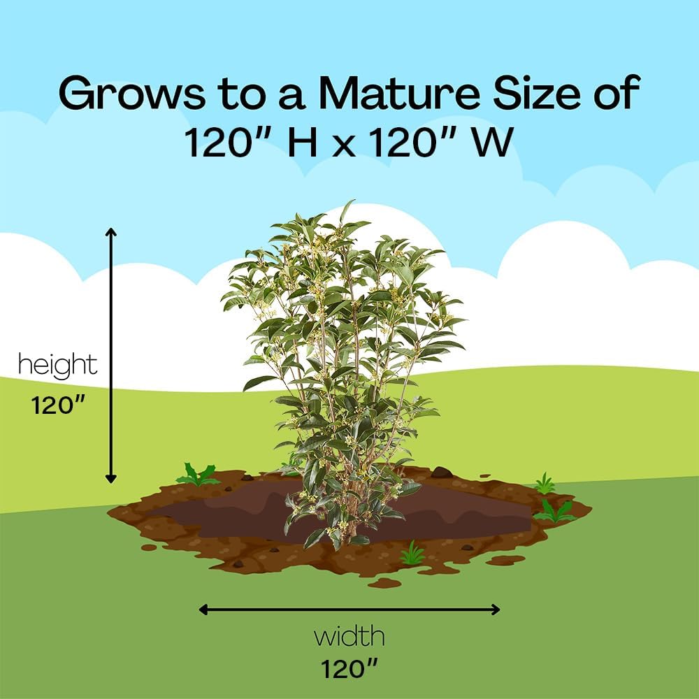 Osmanthus 7 Gal. Tea Olive Osmanthus Shrub