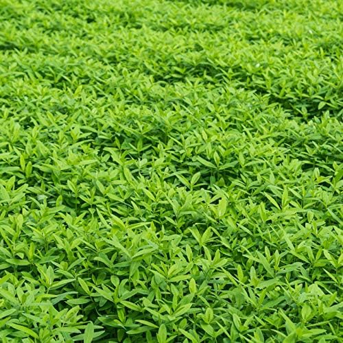 Mountain Valley Seed Co No-Till Garden Farm and Garden Cover Crop Mix Seeds | 5 Lbs - Blend of Gardening Cover Crop Seeds: Hairy Vetch, Daikon Radish, Forage Collards, Triticale, More