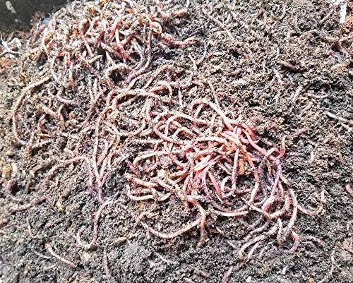 Red Wigglers - 1 lb (1000 Count) Composting Worms for Gardeners, Farmers, Composters