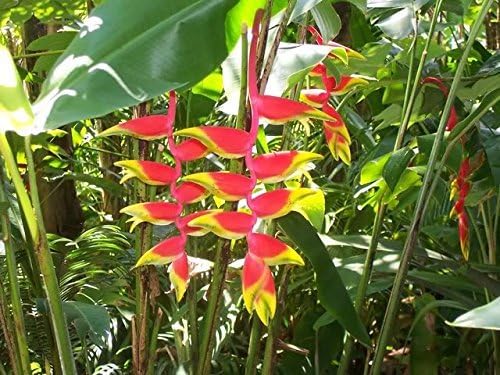 'Hanging Lobster Claw' Heliconia Rostrata Live Plant Bird of Paradise Tropical Plant
