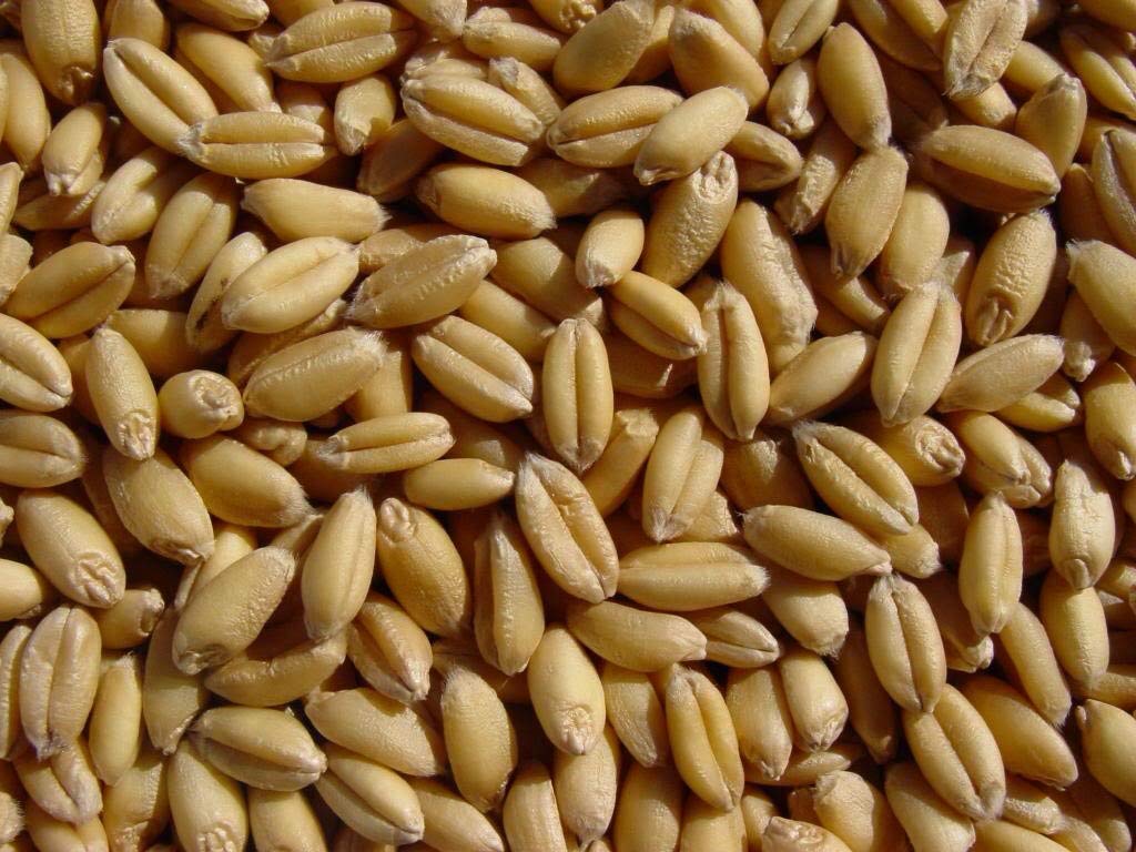 Soft White Wheat 15 Lbs, Joseph's Grainery Wheat Berries, All Natural, Non-GMO, Kosher Certified