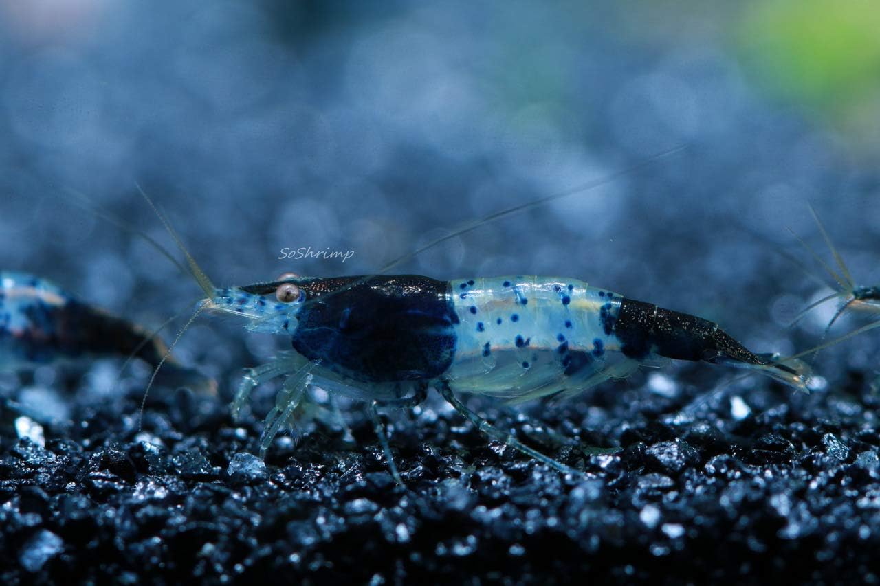 Live Freshwater Aquarium Shrimp - Neocaridina (Red Cherry, 5 Pack)