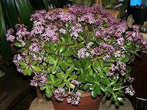 Jade Plant - Crassula Ovuta - Easy to Grow