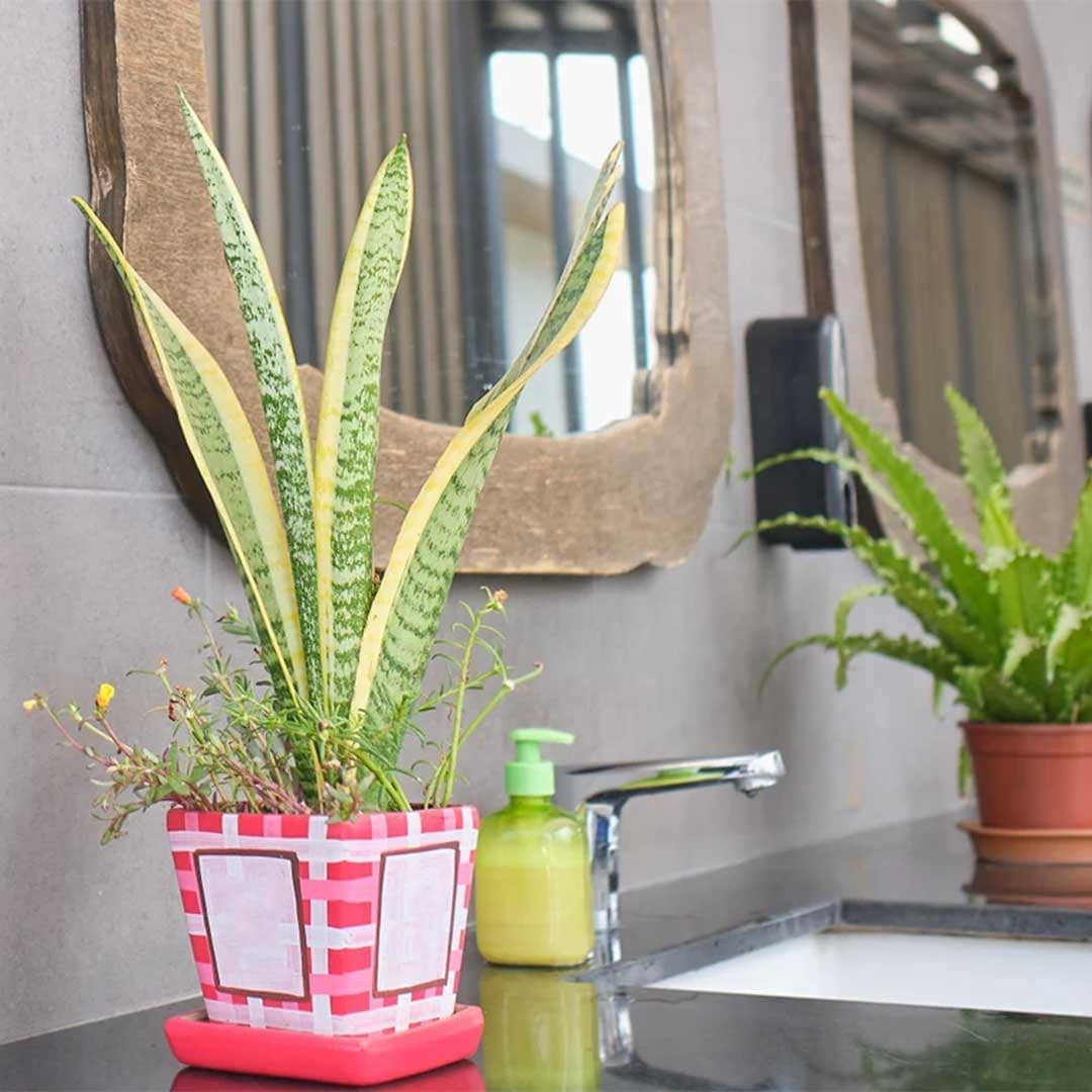 American Plant Exchange Snake Plant – Medium 6-Inch Pot Yellow Sansevieria Trifasciata, Drought-Tolerant, Air-Purifying Live Houseplant for Home