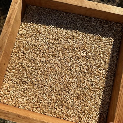 All Good Things Organic Hard Red Spring Wheat Seeds for Planting: 200 Count | Classic Bread-Baking Wheat, High-Protein Hard Red Kernels, Homestead Grain Plot Staple, Doubles as Cover Crop, Non-GMO