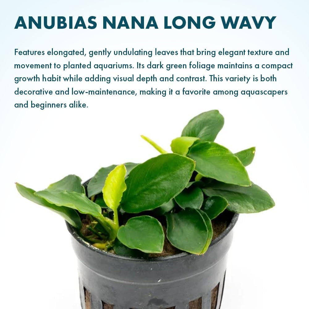 Anubias Nana Live Aquarium Plants - Potted Freshwater Plant for Fish Tanks, Terrariums - Beginner Friendly Low Light (1 Pot)