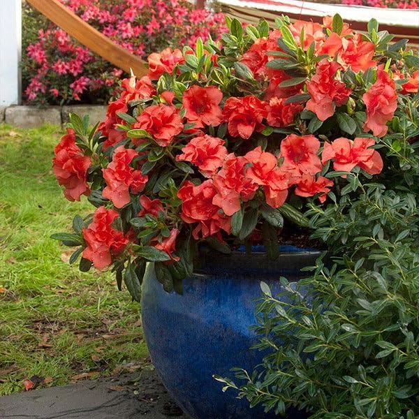 Brighter Blooms - Autumn Embers® Encore® Azalea Shrub, 1 Gallon - No Shipping to AK, AZ, HI