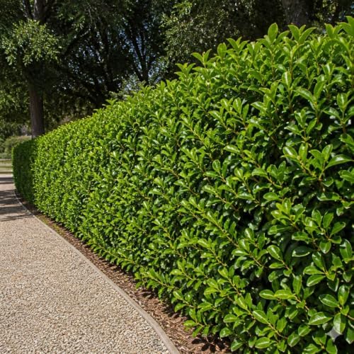 Viburnum Odoratissimum | 20 Live Plants | Fast Growing Shrub, Dense Evergreen Foliage, Fragrant White Flowers, Privacy Hedge, Low Maintenance, Drought Tolerant, Year-Round Interest
