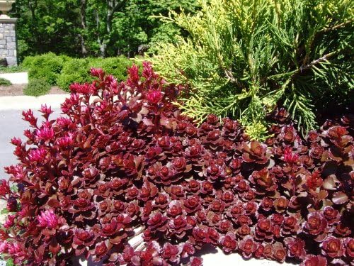 3 Dragon's Blood Sedum in 4 inch containers