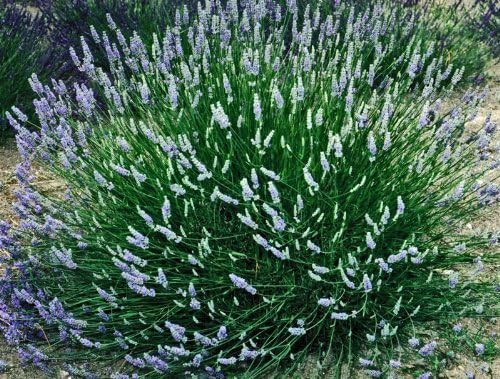 L+ French Provence Lavender — 1 Live Plant in 4" Pots — Blue-Purple Flowers — Fragrant, Bee-Friendly, Drought & Deer Resistant Perennial — Zones 5–9 — Grown in Sequim, WA