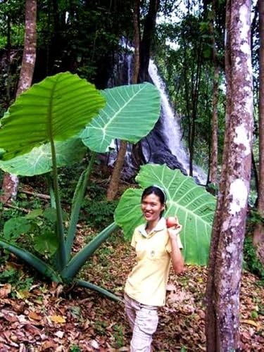 Tara-garden 1 BULB GIANT ELEPHANT EAR TARO Colocasia gigantea VERY RARE EDIBLE STALK