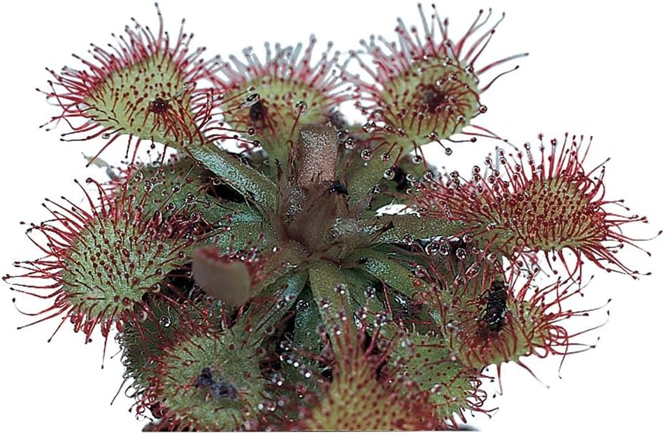 Sundew (Drosera), Living Plant, Good for Acid-Bog Terraria