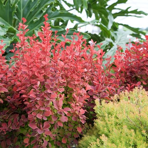 Southern Living 2 Gal. Orange Rocket Barberry Shrub