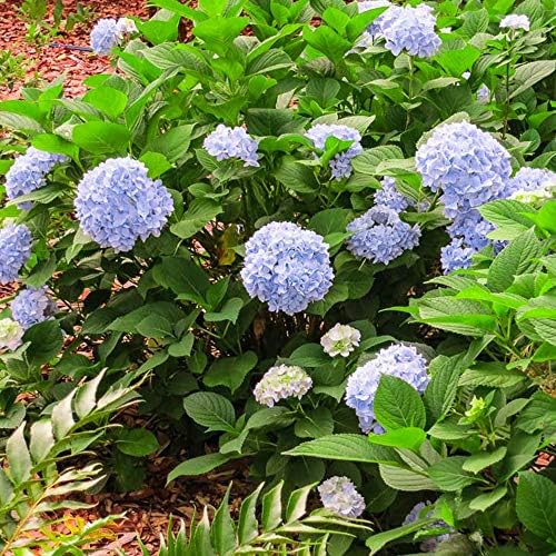 Perfect Plants Penny Mac Hydrangea, 3 Gallon, Flowering Shrub