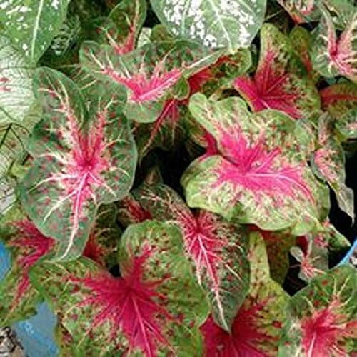 3 Caladiums,Flamingo, Fancy Leaf, Elephant Ears