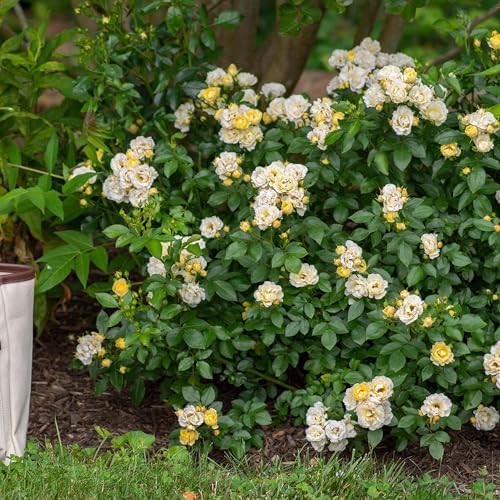 Popcorn Drift Rose 1 Gallon