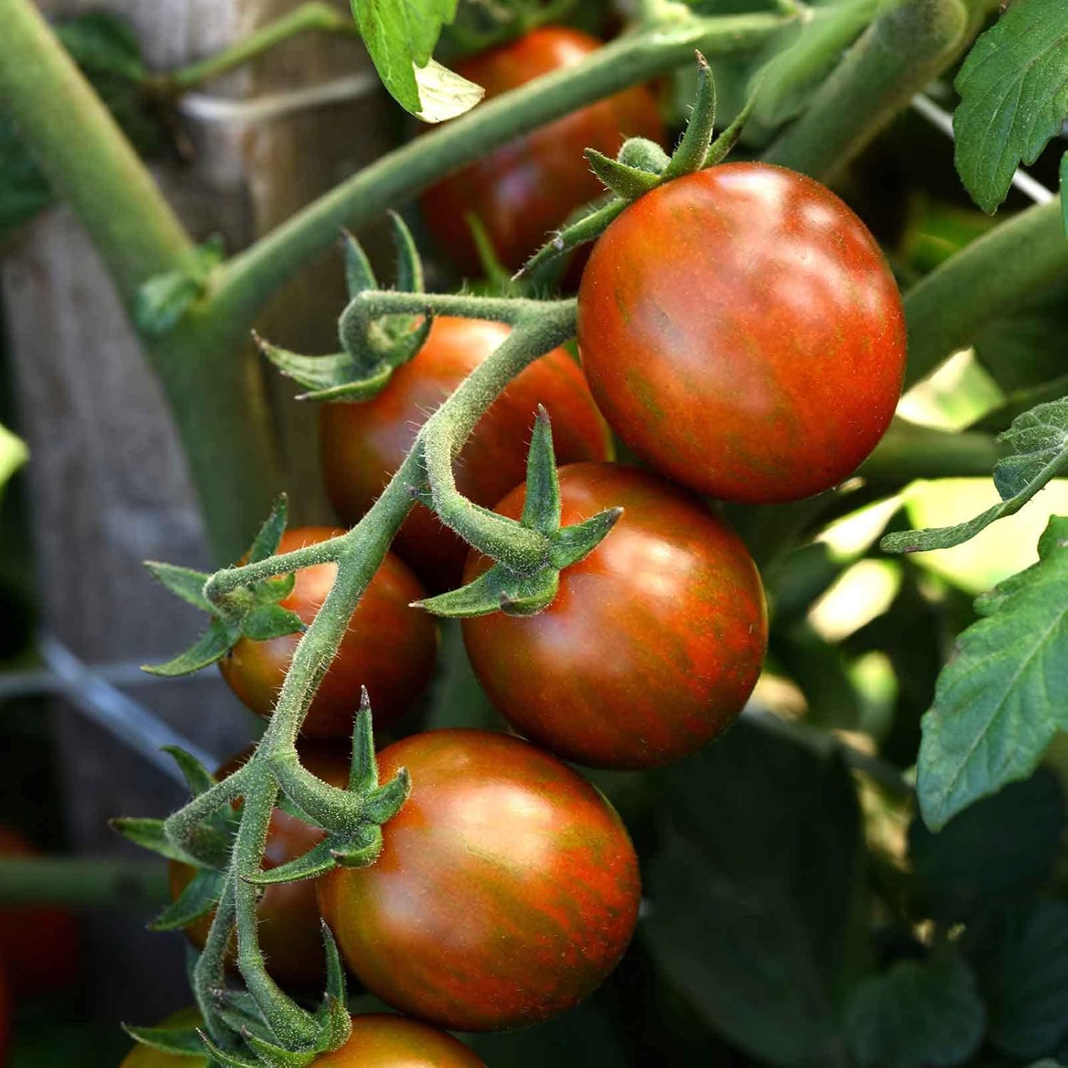 Eden Brothers Tomato Seeds - Persimmon Non-GMO Seeds for Planting, 1 oz | Low-Maintenance Vegetable Seeds, Plant During Warm Season, Zones 10, 3, 4, 5, 6, 7, 8, 9