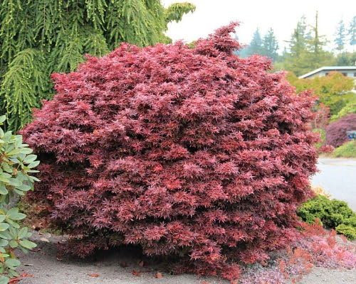 Shaina Japanese Maple 2 - Year Live Plant