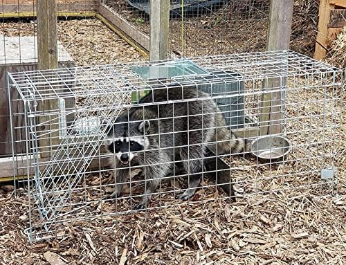 Faicuk Large Collapsible Humane Live Animal Cage Trap for Raccoon, Opossum, Stray Cat, Rabbit, Groundhog and Armadillo 32 x 11 x 13 Inch