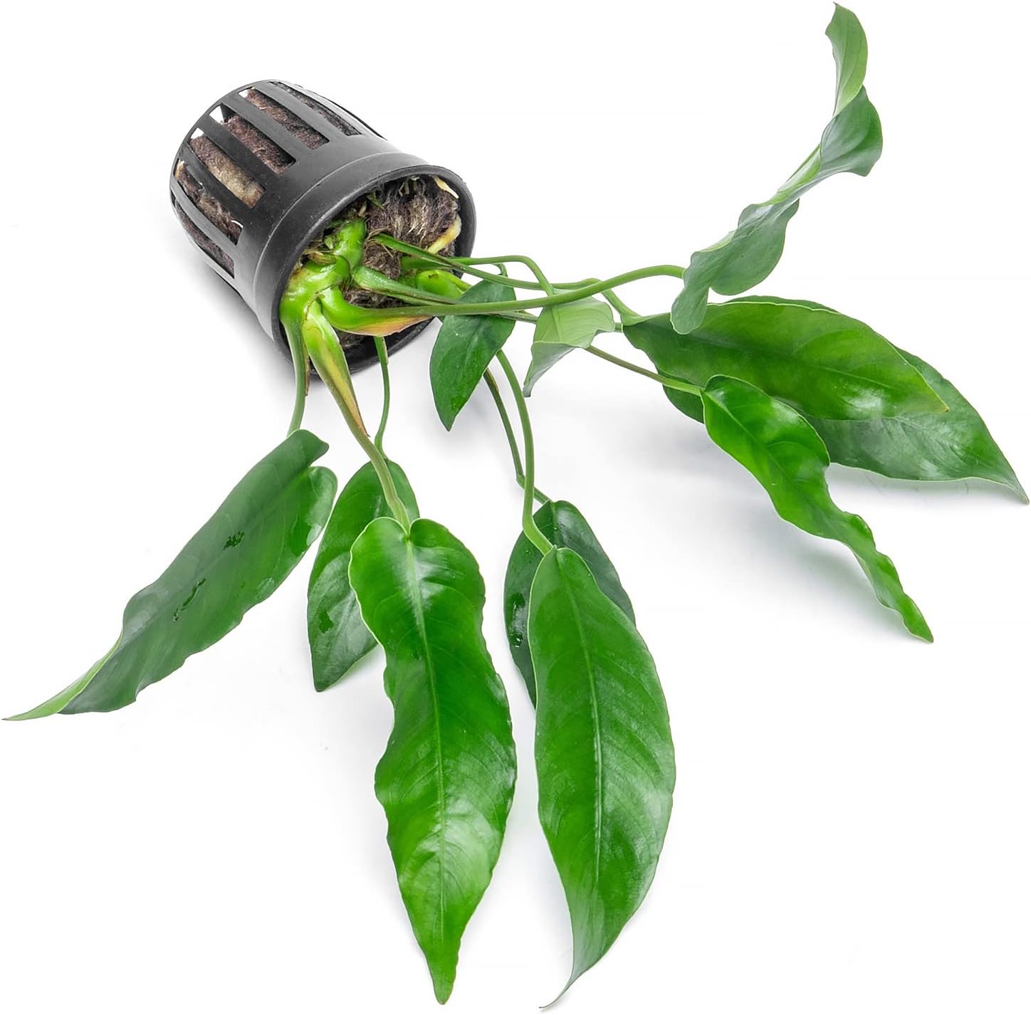 Anubias Nana Live Aquarium Plants - Potted Freshwater Plant for Fish Tanks, Terrariums - Beginner Friendly Low Light (1 Pot)