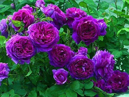 10 Purple Climbing Rose Seeds/