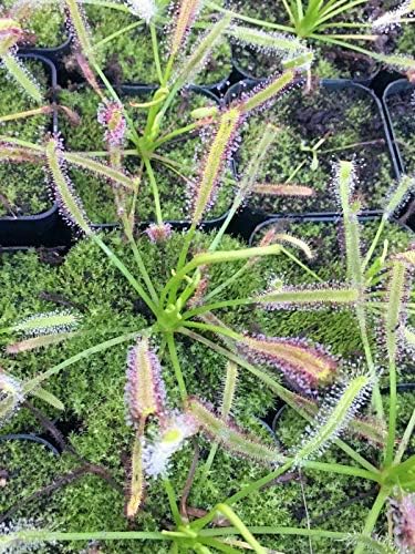 Live Tropical Carnivorous Plant Drosera capensis Pink Flower (x1) - Potted