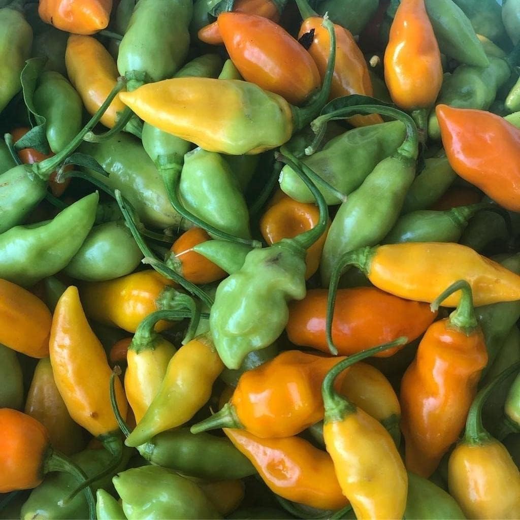 Sweet Datil Pepper - 20 Seeds (Capsicum Chinense) - From St. Augustine, Florida.