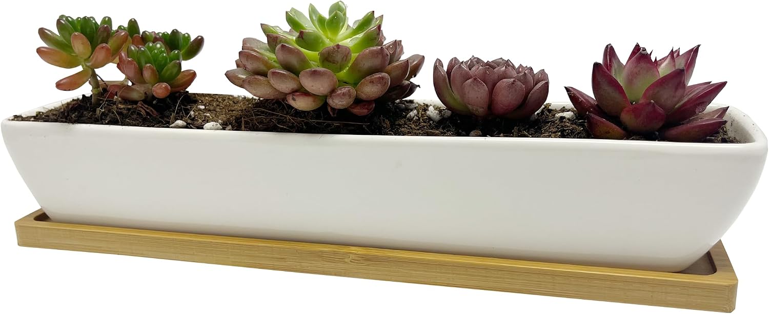 SeaStar White Rectangular Long Succulent Planter Pot, 11x2.16x1.75inch Modern Minimalist Ceramic Succulent Planter Pot with Saucer for Office, Desk