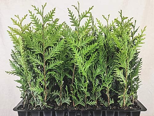 Giant Arborvitae - 10 Live Trees - 2" Pot Size - Evergreen Privacy Plants