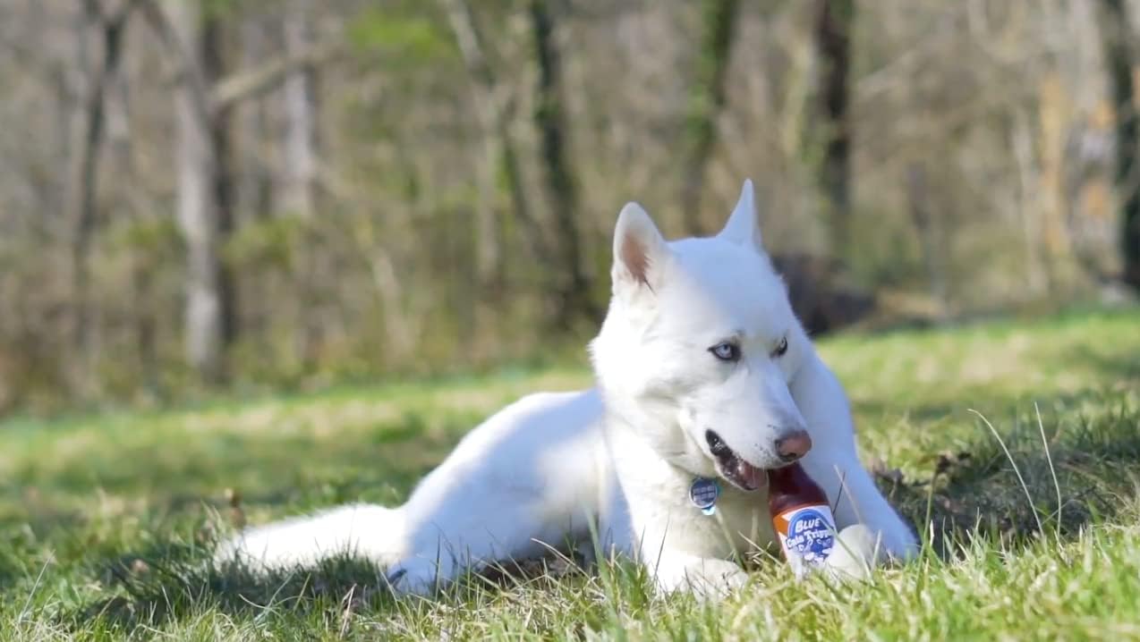 SILLY SQUEAKERS Tuffy Beer Bottle Dog Toy: Squeaky Dog Toy, Washable and Floats, Vinyl