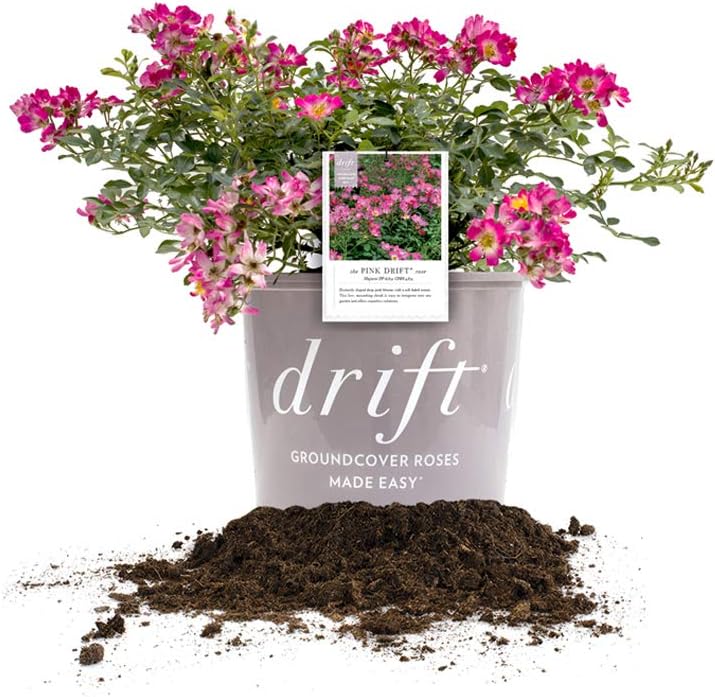 Perfect Plants Pink Drift Rose 1 Gallon, Live Plant Includes Planting Guide
