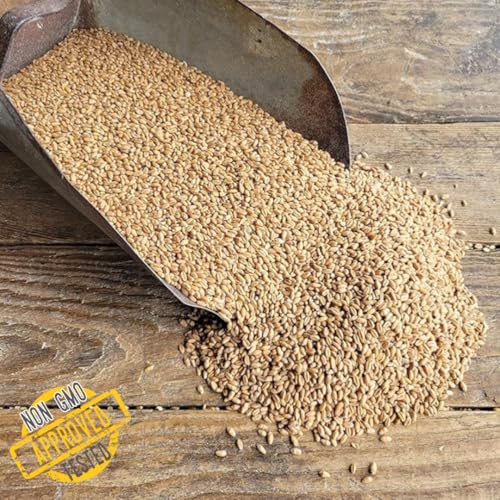Ernst Grain & Livestock Soft Red Wheat Berries – Non‑GMO Feed Grade – 46 LB Bulk Bag – Ideal for Livestock & Poultry Feed – Grown (Family