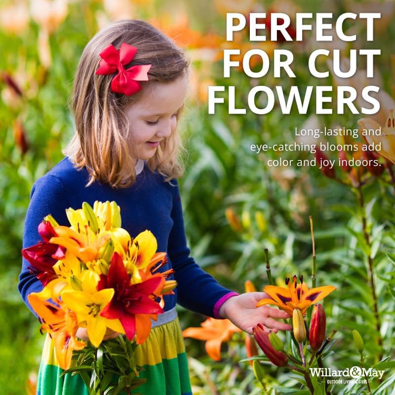 Asiatic Lilies Mix (10 Pack of Bulbs) - Freshly Dug Perennial Lily Flower Bulbs