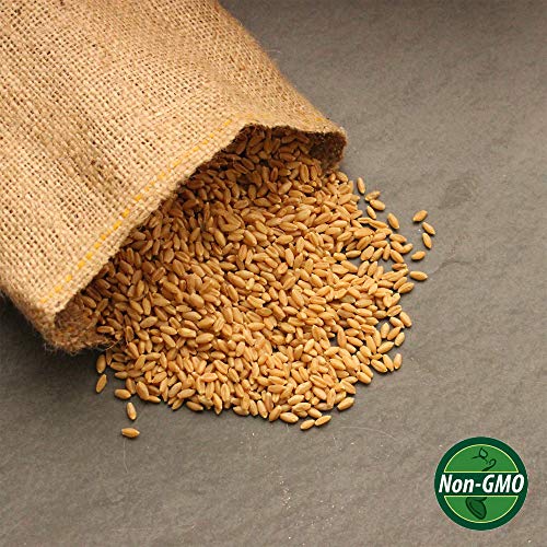 Handy Pantry Organic Whole Wheat Kernels Hard White Wheat Grain 1Lb Non-GMO | Heirloom Wheat Seeds for Hard White Wheat Berry Seeds for Sprouting Organic Wheatgrass Wheat Berry Bread Winter Wheat Seed