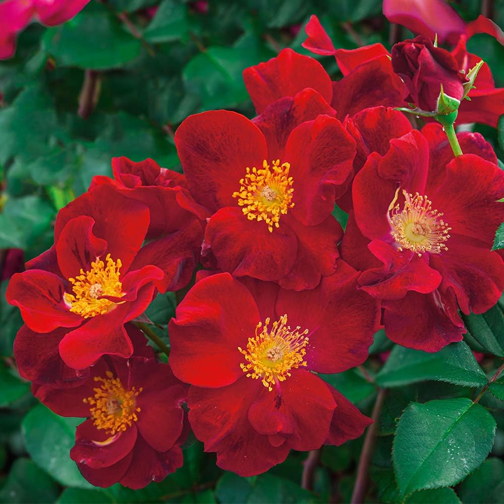 Heirloom Shrub Roses, Live Own Root Plant, Top Gun