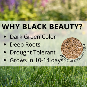 jonathan green black beauty grass seed lawn care yard