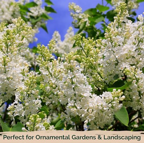 60 White Japanese Lilac Seeds (Syringa reticulata) – Extremely Fragrant, Perennial Flowering Plant
