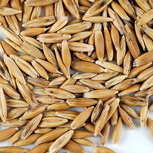 Handy Pantry 25 Lb Bulk Non-GMO Organic Whole Oat Groats (w/Husk) | Gluten Free Organic Whole Oats for Sprouts, Oat Berries, Oat Flour, Oat Rice