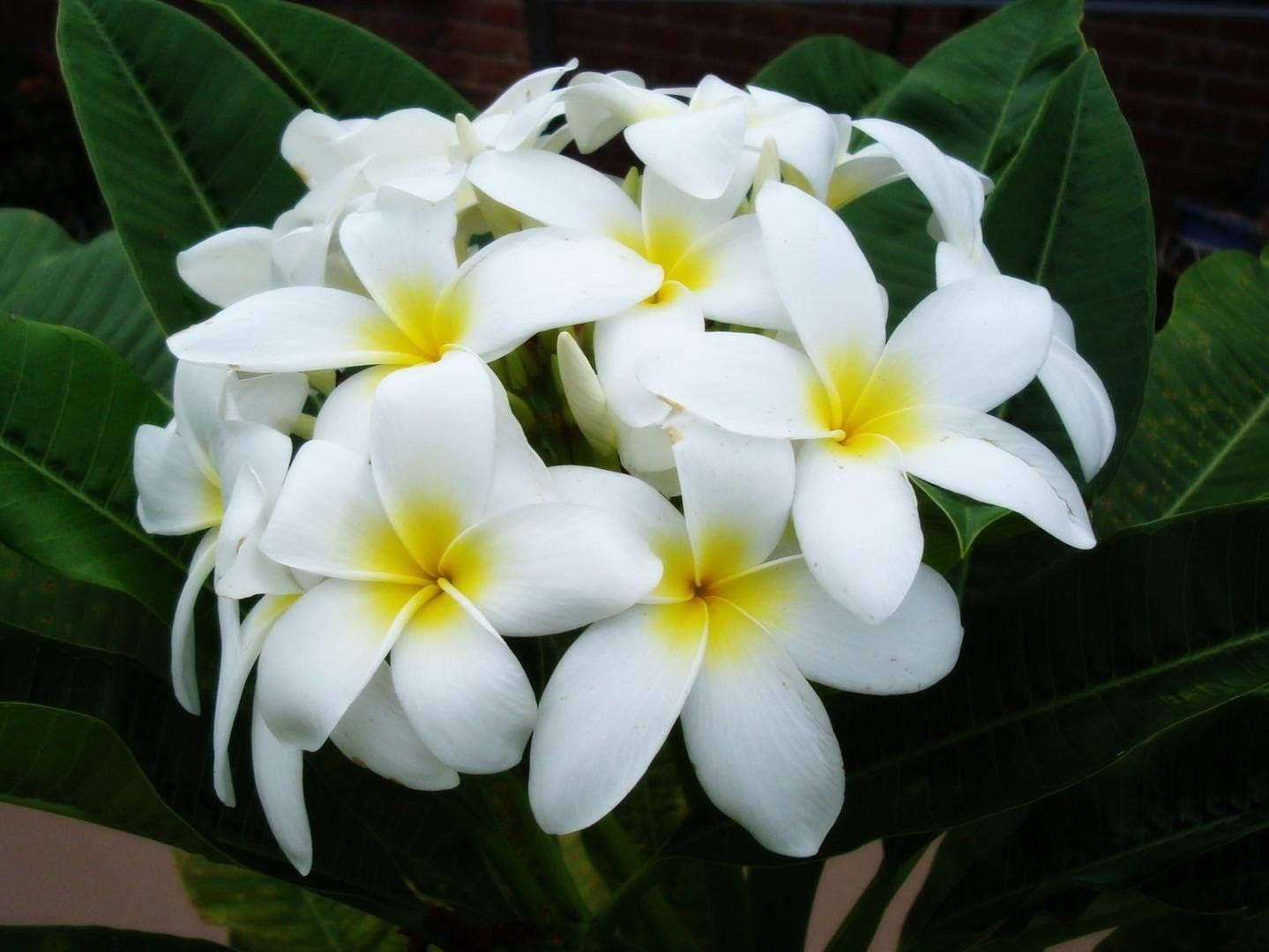 Plumeria Frangipani Plant Cuttings 4 Mixed Colors - Red, White, Yellow