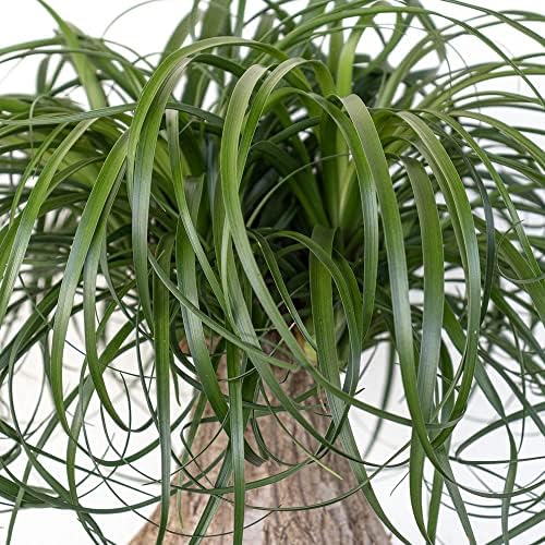 Ponytail Palm Live Plant by United Nursery Indoor House Plant for Home, Patio, or Office Decor (Plant Pot, 10-inch Pot)
