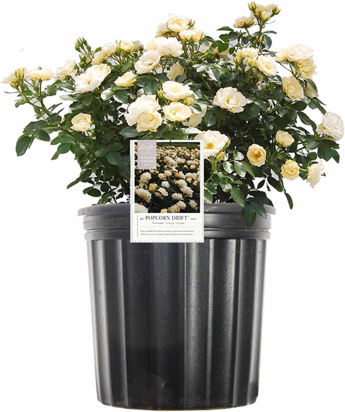 Popcorn Drift Rose 1 Gallon