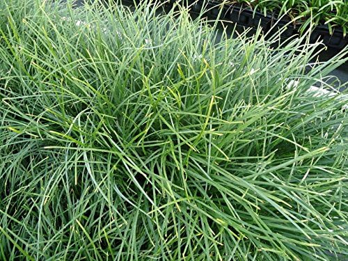 New and Healthy Standard MONDO GRASS ~ 18 pots (3.5") ~ Green Border Plant ~ Ground cover