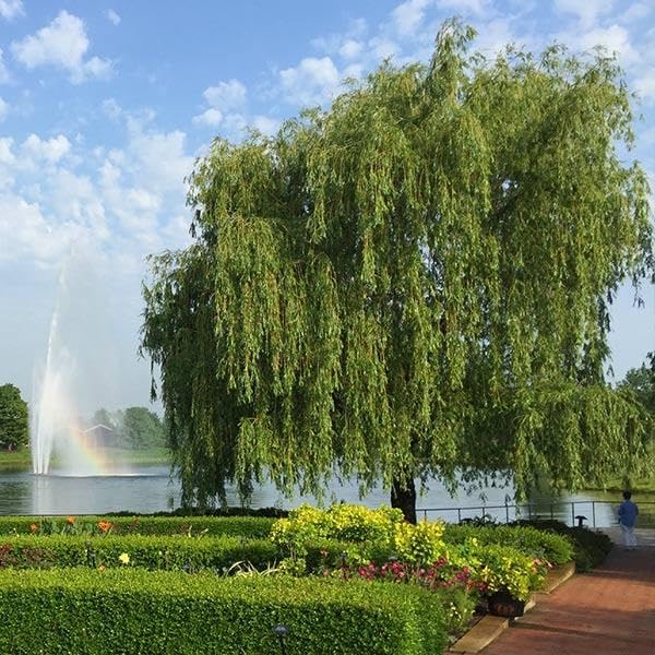 Brighter Blooms - Weeping Willow Tree, 4-5 ft. - No Shipping to AK, AZ, HI