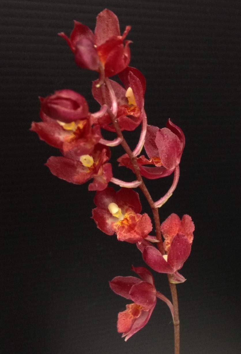 Hwra Lava Burst Puanani - Super Easy to Grow and Bloom, Cute Miniature Orchid, Mildly Fragrant, Lots of Fun! (NOT in Bloom/Bud When Shipped)
