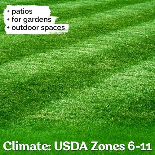 1/4 Lb Zenith Zoysia Grass Seed (Zoysia Japonica) – Zenith Zoysia Seeds for Lawn – Dense, Grass Seed Shade & Drought Tolerant
